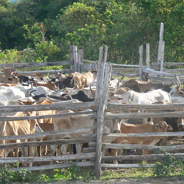 ranch