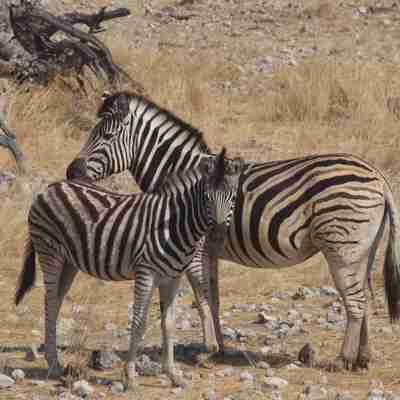 To zebraer, Etosha, Namibia