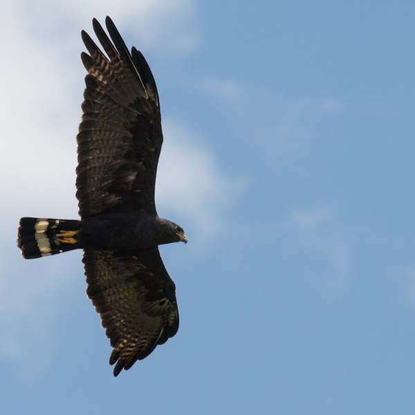 Guyana - black hawk