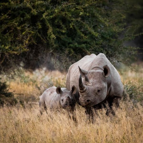 Kruger Nationalpark - Rhino