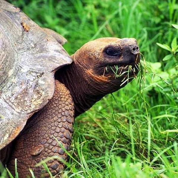 Galapagos