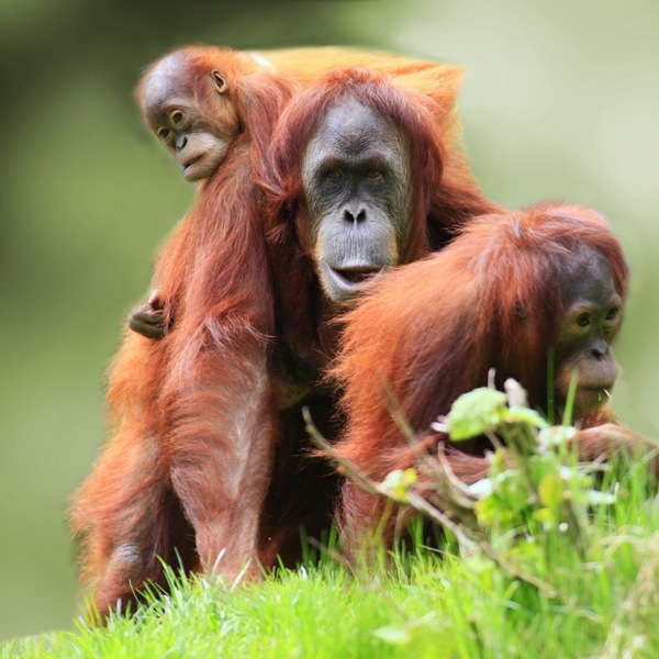 Orangutangmor med unge, Borneo, Malaysia.
