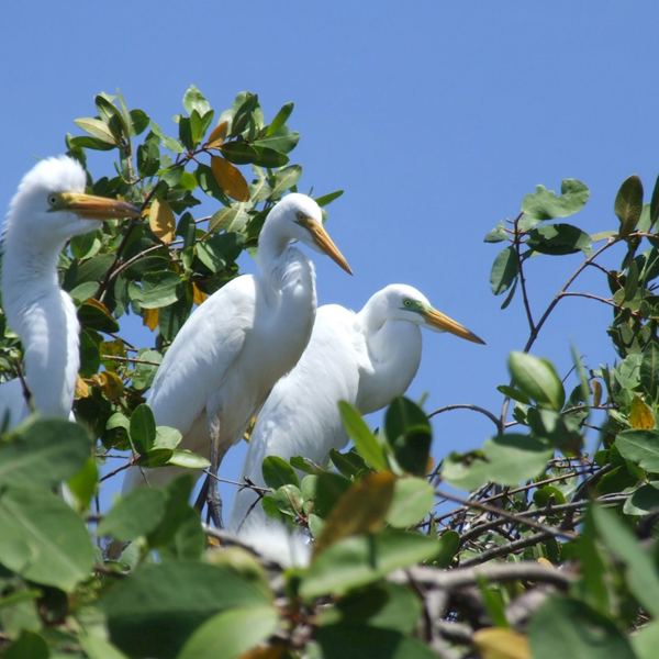 Nicaragua, fugle og natur