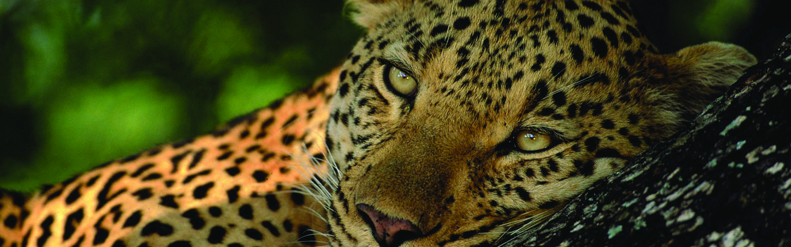Leopard portræt, Sydafrika
