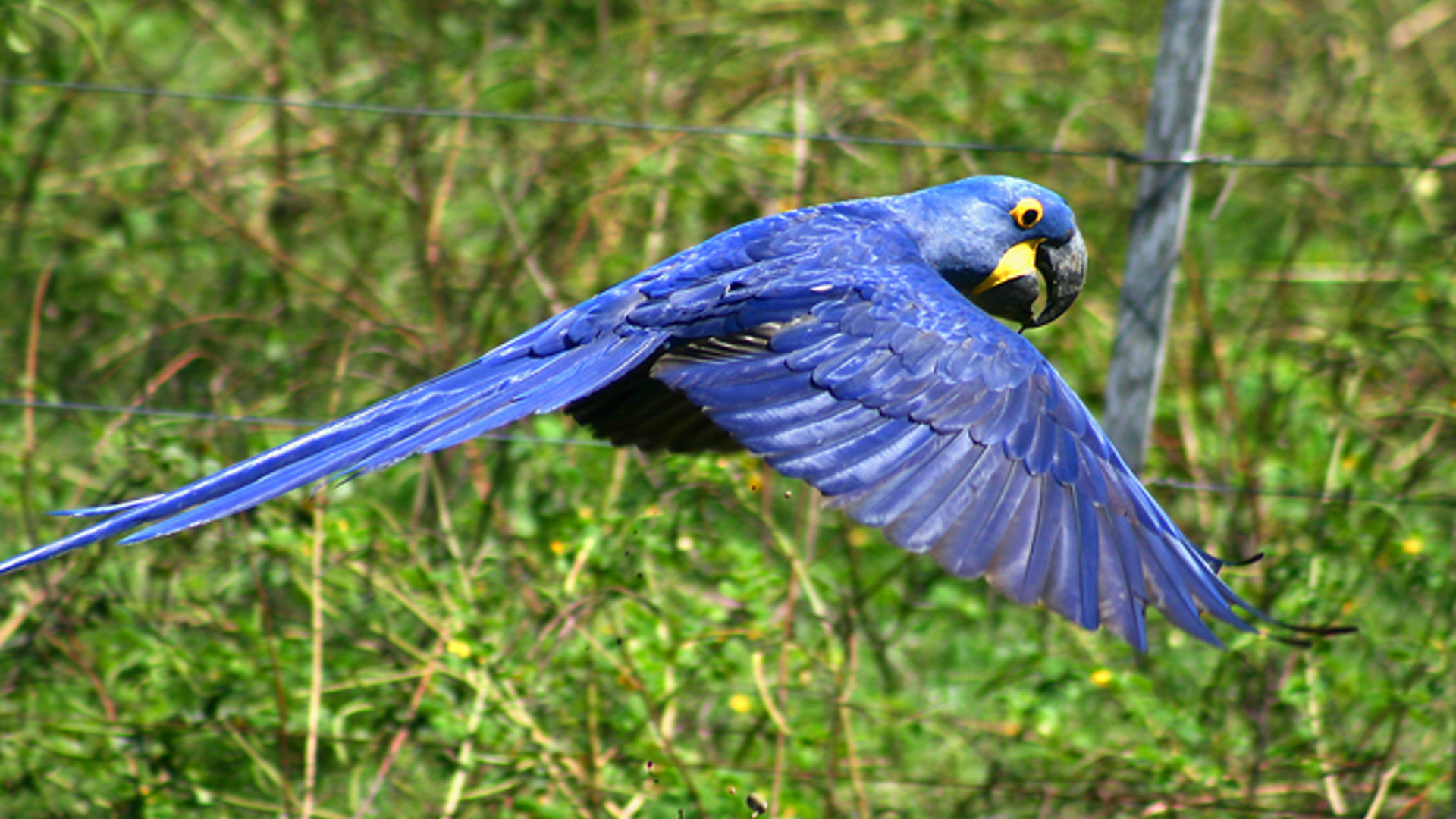 Arara Azul Hyacinth Macaw (1)