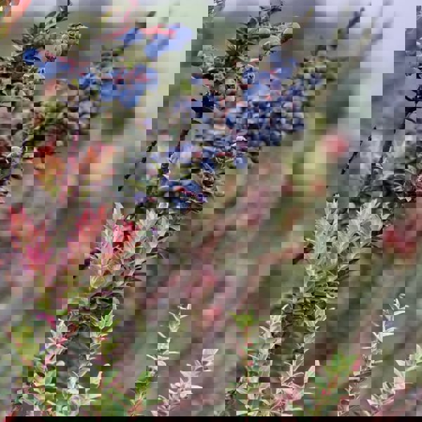 Ecuador - Berry Picking in Willka Urku