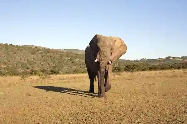 Elefant i Addo, Sydafrika