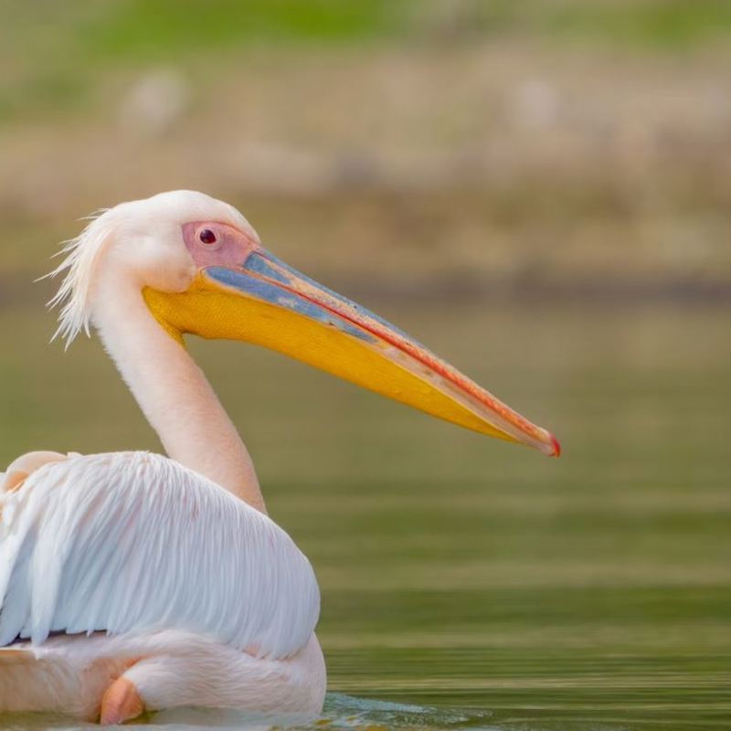 I:\AXUMIMAGES\Afrika\Kenya\Lake Naivasha\Pelican