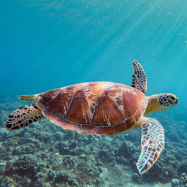 Turtle