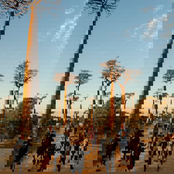 solnedgang over Baobaotræer