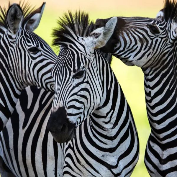 Tanzania - Zebra