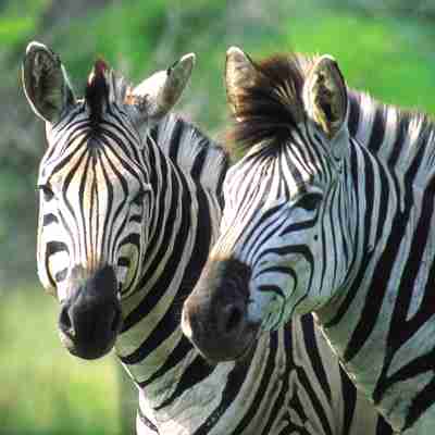 Zebrahoveder i Sydafrika