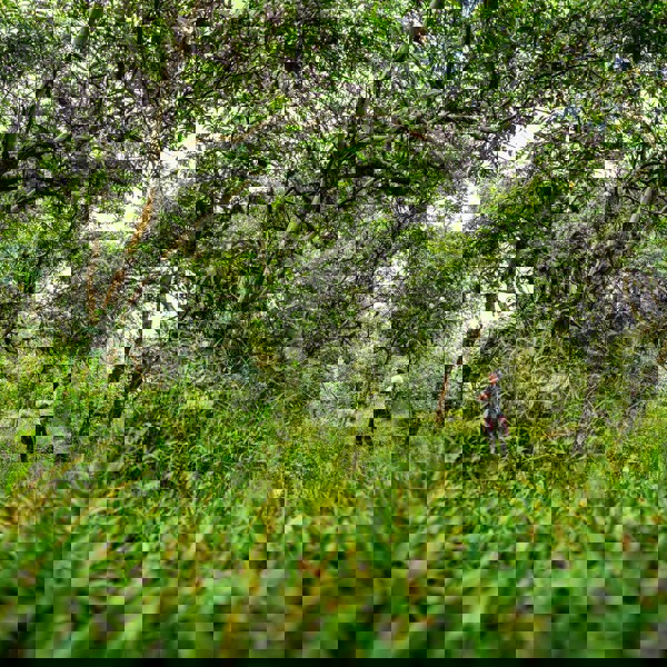 Naturen på Galapagos