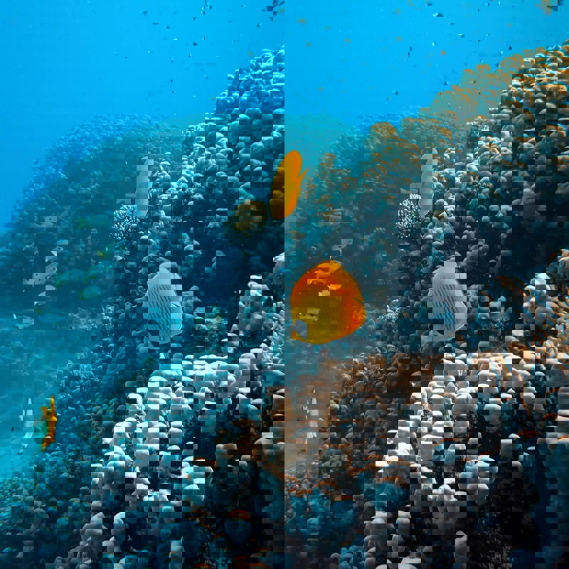 francesco-ungaro-VRGJDKYUrKo-unsplash