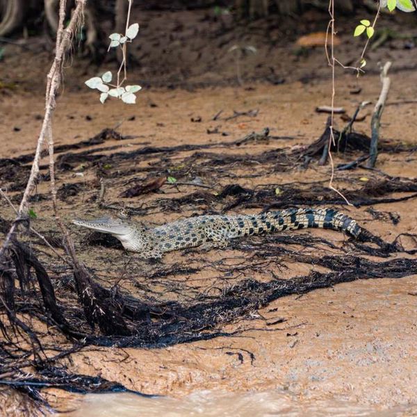 Bilit Rainforest Lodge - Borneo
