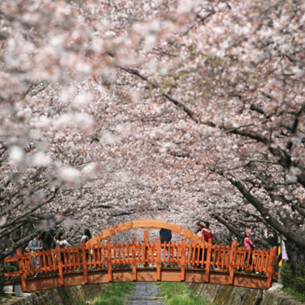 Jinhae Gunhangje Festival 2