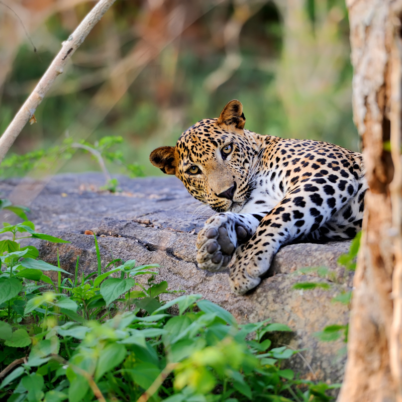 Sri Lanka -Yala - Leopard spotted during Safari