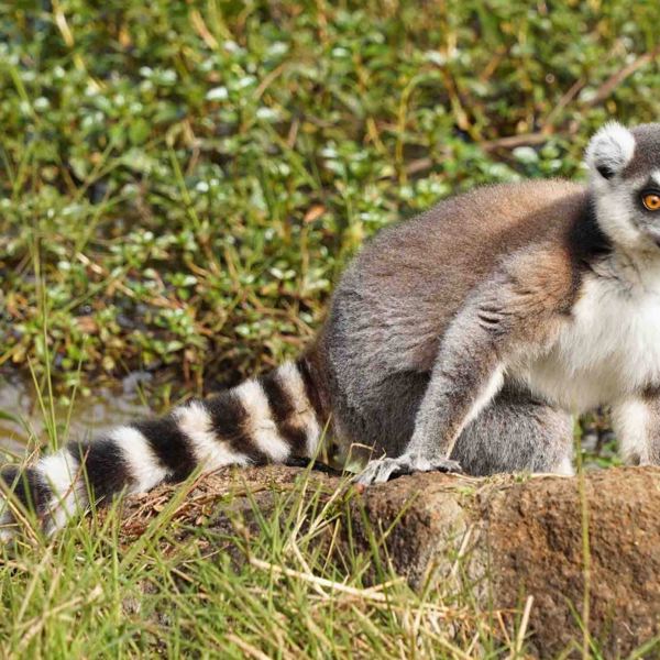 Madagaskar
