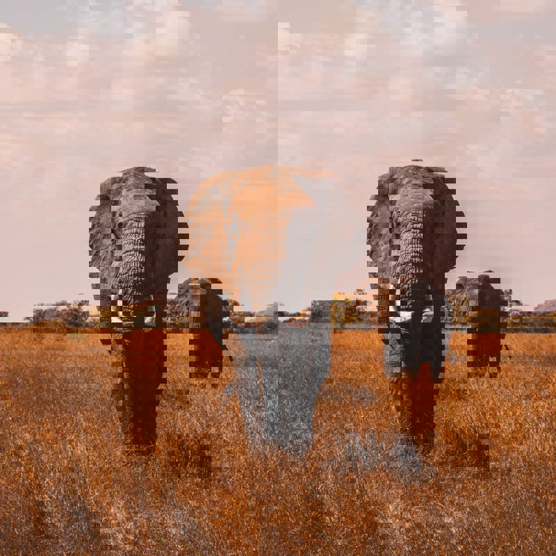 aj-robbie-BuQ1RZckYW4-unsplash