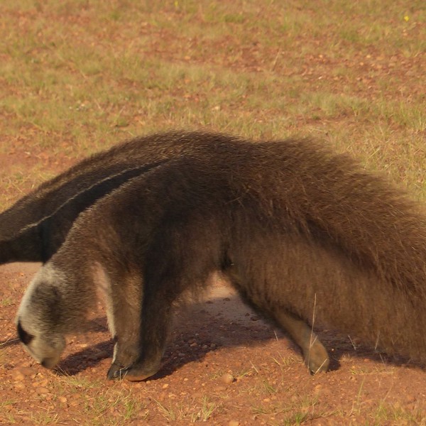 guyana myresluger