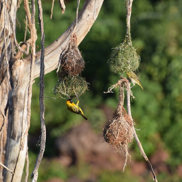 Afrikas eksotiske fugle