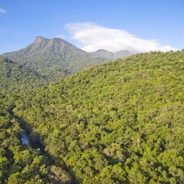 Rejser til Daintree