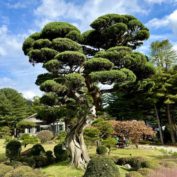 Træ i Garden of morning calm i Gapyeong, Sydkorea