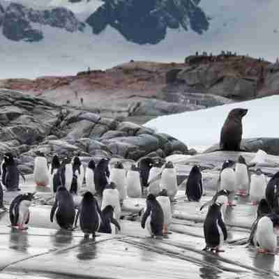 En stor pingvinkoloni, Antarktis