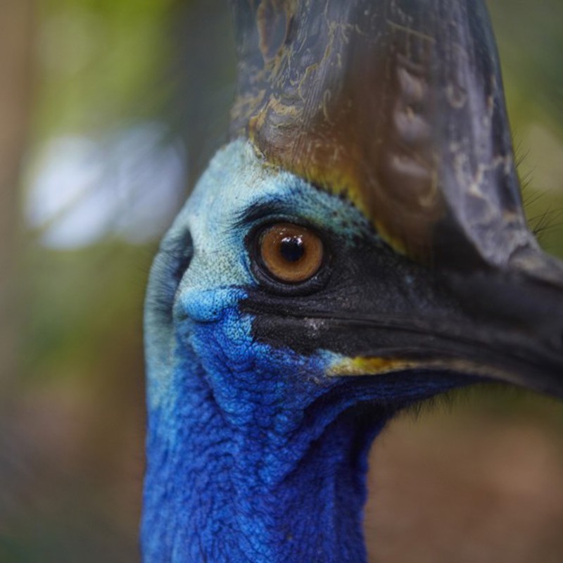 Cassowary, Australien