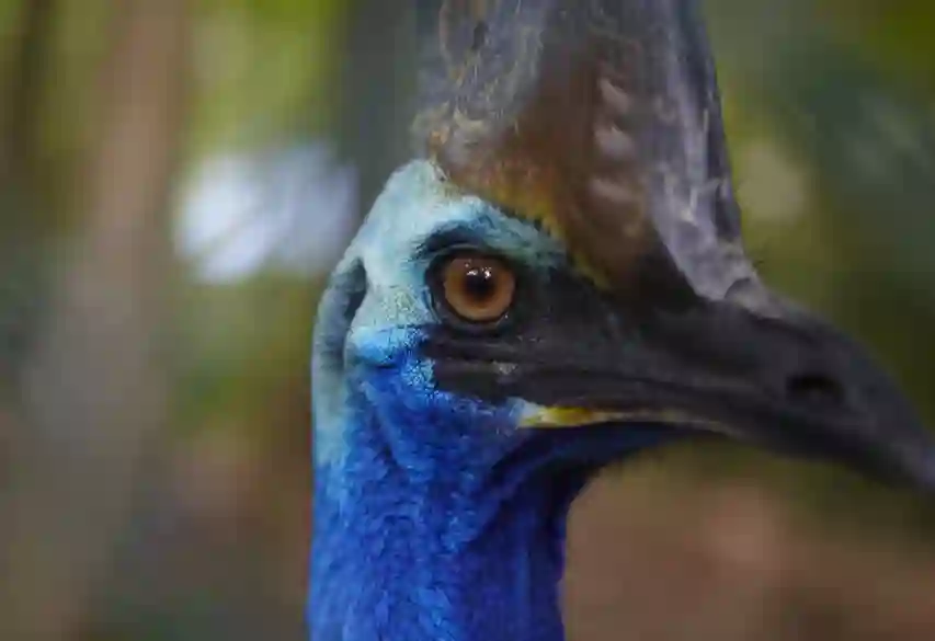 Cassowary, Australien