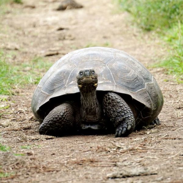 Galapagos - Santa Cruz - Puerto Ayora - Turtle