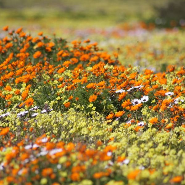 Sydafrika - Namaqualand