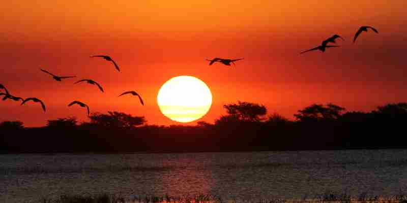 Flot solnedgang i Chobe National Park, Botswana
