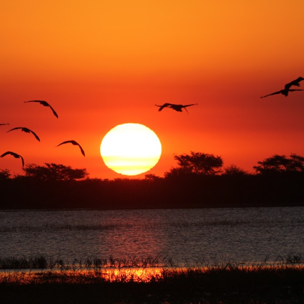 Flot solnedgang i Chobe National Park, Botswana