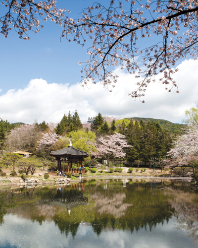 Sakura – her oplever du kirsebærblomstringen