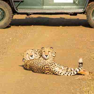 Safari i Sydafrika, oplev vilde dyr på rejser til Sydafrika