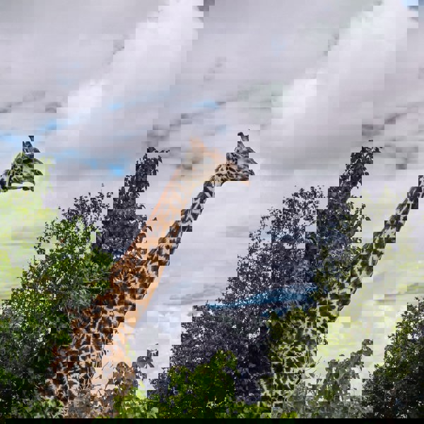 Botswana - Chobe Nationalpark