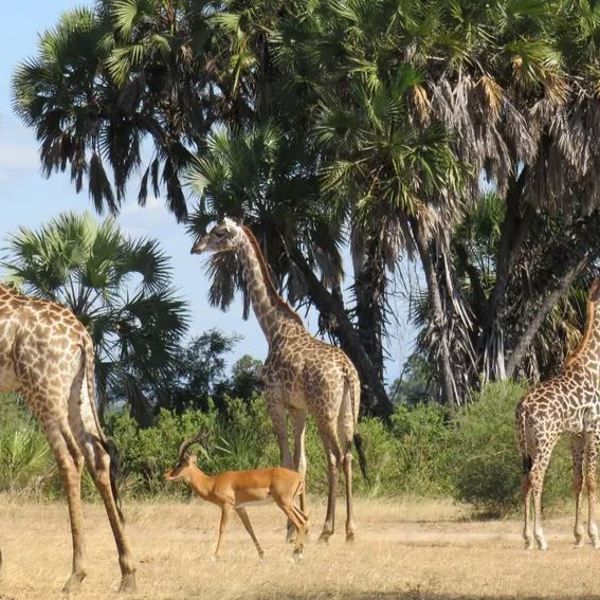 Tanzania - Nyerere Nationalpark - Wildlife