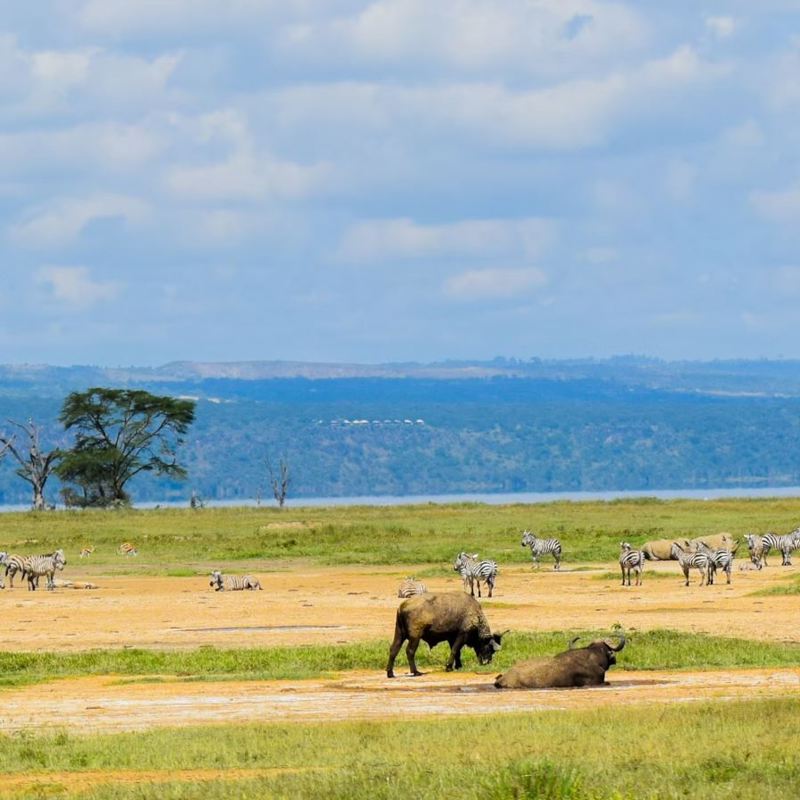 I:\AXUMIMAGES\Afrika\Kenya\Great Rift Valley\Buffalo and zebra