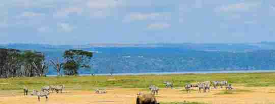 I:\AXUMIMAGES\Afrika\Kenya\Great Rift Valley\Buffalo and zebra