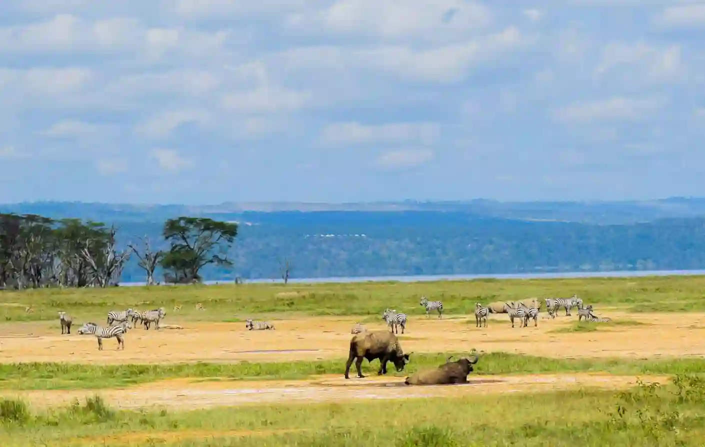 I:\AXUMIMAGES\Afrika\Kenya\Great Rift Valley\Buffalo and zebra