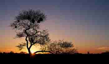 Solnedgang over Nxai Pan, Botswana