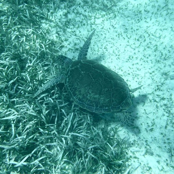 Belize rundrejse