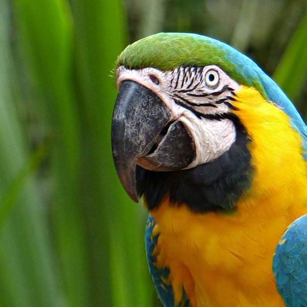 Amazonas junglen, Ara