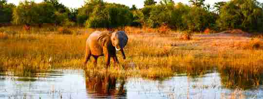 I:\AXUMIMAGES\Afrika\Zimbabwe\Kariba\Baby elefant