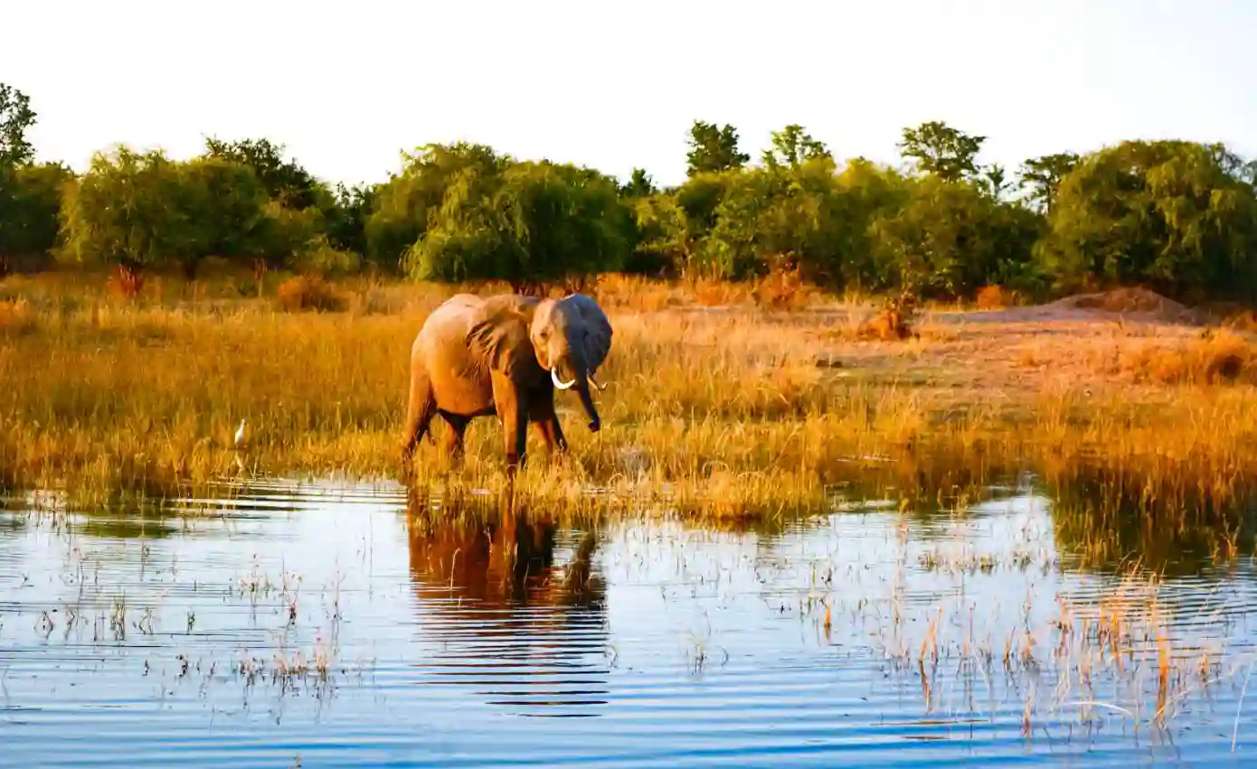 I:\AXUMIMAGES\Afrika\Zimbabwe\Kariba\Baby elefant