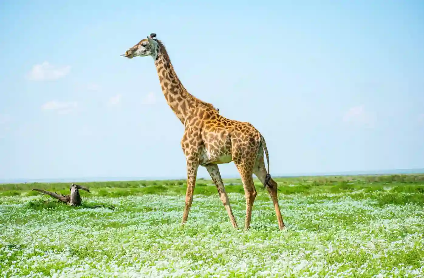 I:\AXUMIMAGES\Afrika\Kenya\Amboseli\Giraf
