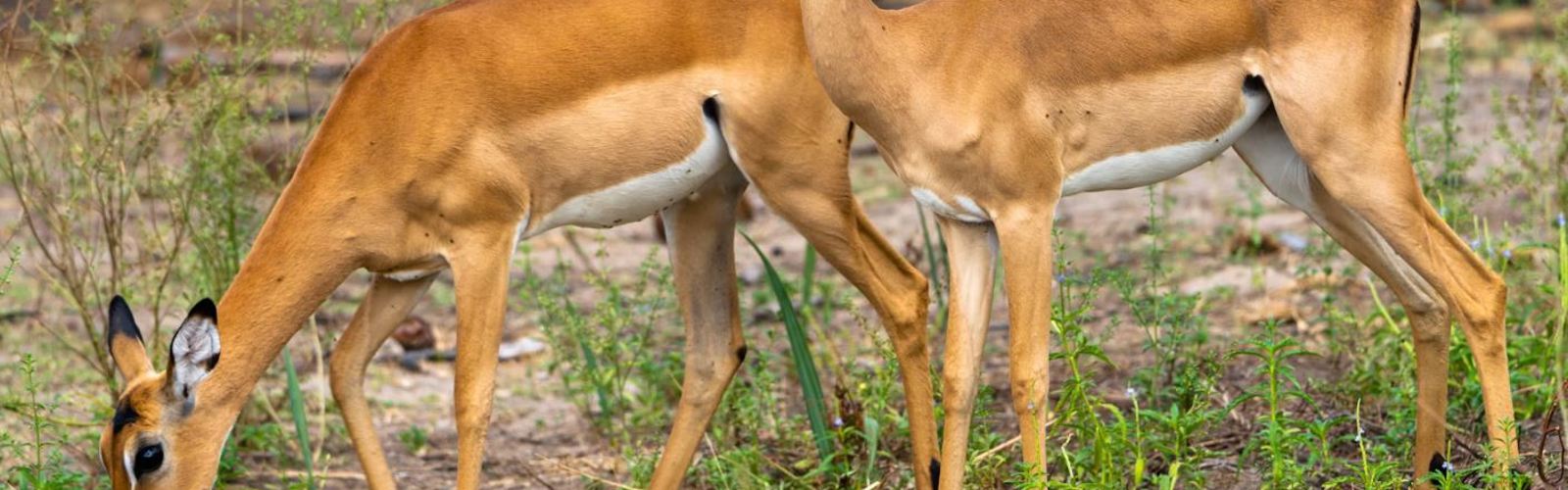 I:\AXUMIMAGES\Afrika\Tanzania\Nyerere\Antilope