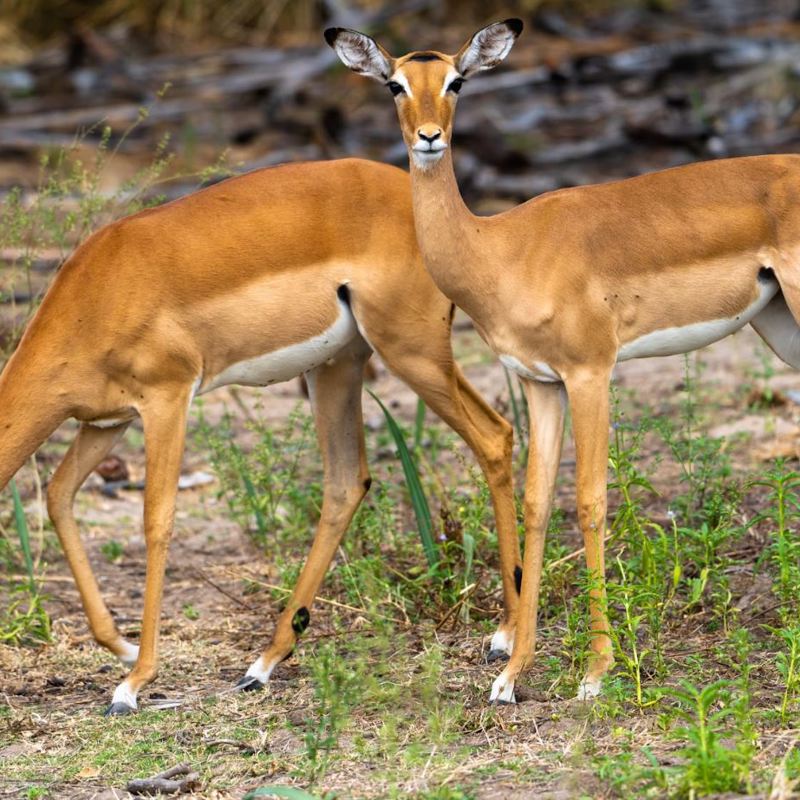I:\AXUMIMAGES\Afrika\Tanzania\Nyerere\Antilope
