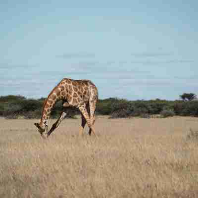 I:\AXUMIMAGES\Afrika\Botswana\Central Kalahari Game Reserve\Giraf